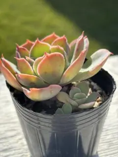 2025年最新】夕波の人気アイテム - メルカリ 巨大株 でかでか～お