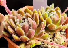 Circus （2） Sempervivum センペルビブム - メルカリ