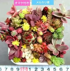 多肉植物　寄せ植えセット　メルカリ便　レティジア　ワイルドファイヤー