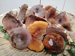天然きのこ　チチタケ　チタケ　約500g　きのこのサムネイル