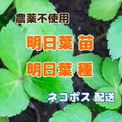 2026年最新】明日葉 種の人気アイテム - メルカリ