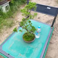 愛知県岡崎市引取限定】 皐さつき盆栽素材 【明日香 あすか】 - メルカリ