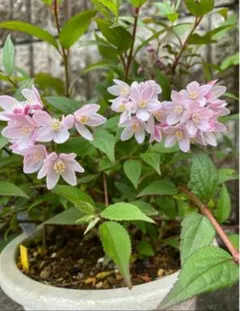 ㊳赤花ヒメウツギ 小さなポット苗 9cmポット 2025年最新】ヒメウツギ苗