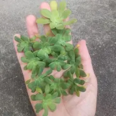 多肉植物 薄化粧 カット苗 12苗セット 子苗