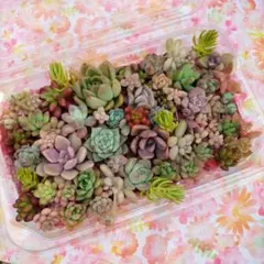 多肉植物寄せ植え用詰め合わせ多肉弁当カラフルセットトスカネリー入り