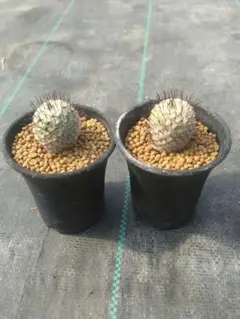 訳あり］サボテン 10株セット まとめ売り 花サボテン - メルカリ