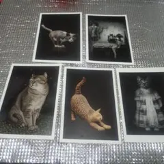 猫のアートポストカード5枚セット