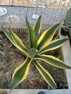 2026年最新】フェロックス バターフィンガーの人気アイテム - メルカリ