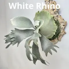P. White Rhino PUP (from OC)【57】 - メルカリ