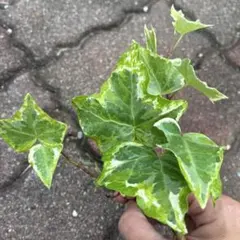 希少⭐︎斑入りアイビー 観葉植物のサムネイル