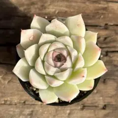 たつみん様 リクエスト 5点 まとめ商品