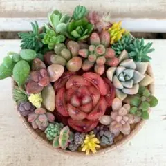 多肉植物詰め合わせ 寄せ植えそのまま飾れる カールカップ セダム《No.a55》
