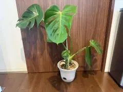 観葉植物 アロカシアハートいも 8寸 高さ105㎝ 希少 クワズイモ - メルカリ