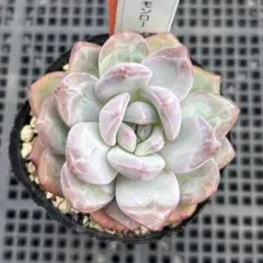 多肉植物☆モンロー・抜き苗・エケベリアのサムネイル
