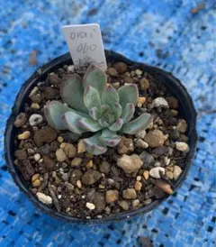 2025年最新】おらいさん苗 桜鬼の人気アイテム - メルカリ