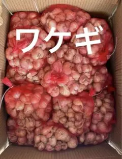 生エシャロットShallotワケギ球根お料理でも苗でもok1kg約 - メルカリ