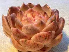 な*ち様 4819 新入荷　ファントム・ドリーム　エケベリア　多肉植物　撮影1月