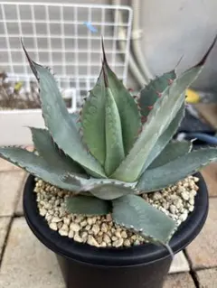 2026年最新】アガベ パリー トランカータの人気アイテム - メルカリ