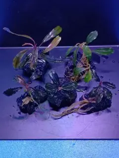 クダガン 3株 ブセファランドラ 水上葉 組織培養 水草セット - メルカリ