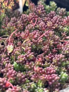 １様 リクエスト 3点 まとめ商品