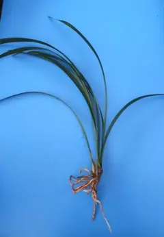 豪華3点セット 洋蘭原種 パルダリウム - メルカリ