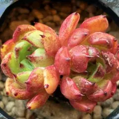NEW❗️【レア種】大人気エケベリア　韓国苗　沙羅姫牡丹　美苗　厳選苗　多肉植物❣️のサムネイル