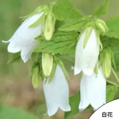 八重咲ホタルブクロ 抜き苗10本 - メルカリ