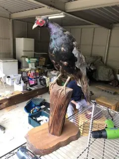 【美品】キジの剥製　ケース付き Yahoo!オークション -「キジ 剥製」の落札相場・落札価格