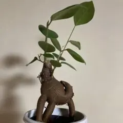 フィカス ガジュマル 観葉植物のサムネイル