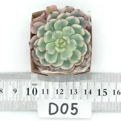 モンキーポッド様 リクエスト 2点 まとめ商品