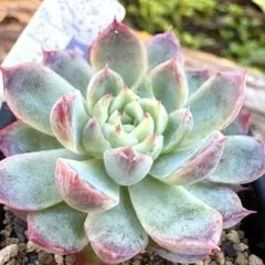 綺麗な色♡超超激レア‼︎おらいさん　ミックスベリア　三日月！！！抜き苗　多肉植物