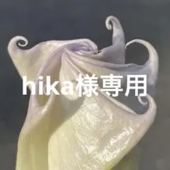 hika様専用