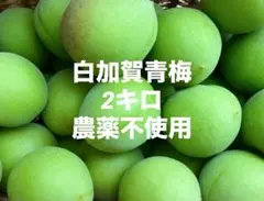 【栽培期間中農薬不使用】群馬県産 白加賀青梅 梅酒 梅シロップ用　2kg以上のサムネイル