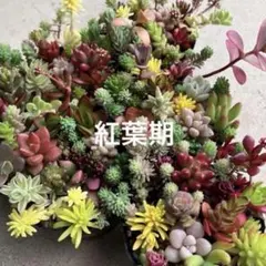 20品種！多肉植物 カラフル カット苗 お任せカット苗 詰め合わせのサムネイル