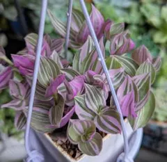 多肉植物　観葉植物　トラディスカンチア　ラベンダーのサムネイル