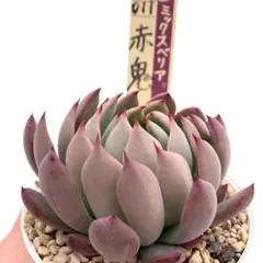 ✿*✿様 【極上苗】ミックスベリア 赤鬼 多肉植物 おらいさん 自家繁殖苗