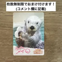 鳥羽水族館コレクションカード第2弾 メイ レア - メルカリ