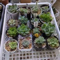 2025年最新】エレイン 多肉の人気アイテム - メルカリ