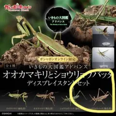 いきもの大図鑑アドバンス　ショウリョウバッタ　褐色　オンライン版