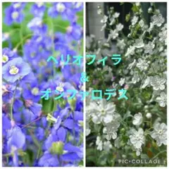 ヘリオフィラ　＆　オンファロデス　種