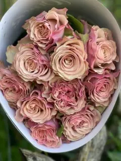 「Otakasan様専用切り花品種バラ苗 接木新苗　入手困難　レア品種