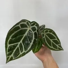 アンスリウム クライン（Klein）美株 新葉あり ベルベット系 観葉植物