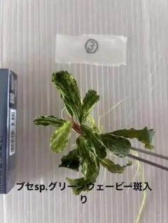 ブセファランドラ sp. クダガンピンクバリエガータ カミハタ便 - メルカリ