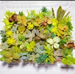 多肉植物セダム　お試し盛り合わせセット【育成説明書付き】