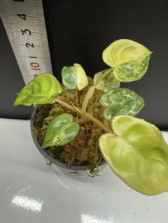 2026年最新】フィロデンドロンビレッティアの人気アイテム - メルカリ