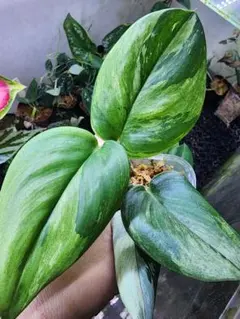 2025年最新】スキンダプサス ムーンライトの人気アイテム - メルカリ