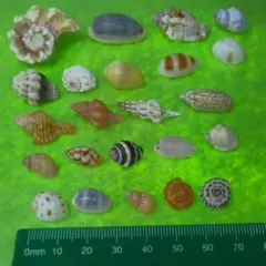 2026年最新】貝殻まとめ売りの人気アイテム - メルカリ