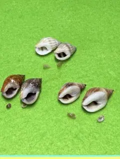 貝殻標本(沖縄の青い海の宝)オハグロガイ➂蓋付 - メルカリ