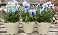 2025年最新】フェデネージュ 苗の人気アイテム - メルカリ