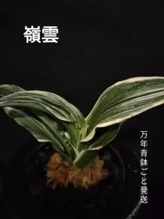 ② 獅子系 万年青 オモト 【鶴の舞】 縞獅子 割子 - メルカリ